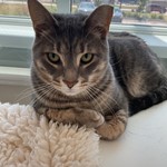 Biscotti, Domestic Short Hair, lost pet near Roseville, MI