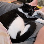 S'Mores, Tuxedo, lost pet near Woonsocket, RI