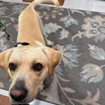 Found pet near Roanoke, TX