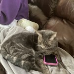 Artemis, Mixed Breed Cat, lost pet near Newbury Park, CA