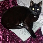 Binx, American Shorthair, lost pet near Celebration, FL