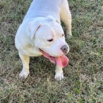 American Pit Bull Terrier, found pet near Hopkins, SC