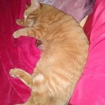 Ballzy, Tabby, lost pet near Sterling, CO