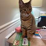 Edward Benjamin Bettencourt, Tabby, lost pet near Hopkinton, MA