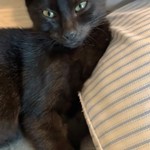 Samson, lost pet near Toney, AL