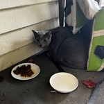 Russian Blue, found pet near Redmond, WA