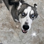 Siberian Husky, found pet near Fort Lauderdale, FL