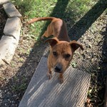 Found pet near New Braunfels, TX