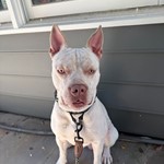American Pit Bull Terrier, found pet near Smyrna, GA