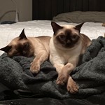 Loki, Tonkinese, lost pet near Bellaire, TX