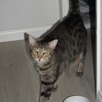 Coco, Domestic Medium Hair, lost pet near La Mesa, CA