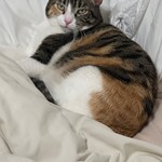 Layla, Domestic Short Hair, lost pet near La Mesa, CA