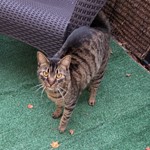 Tabby, found pet near St Johns, FL