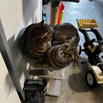 Stripe, Bengal, lost pet near Lakeway, TX