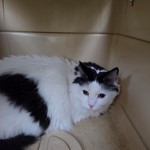 Found pet near Brooklyn Park, MN