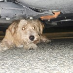 Mix terrier, found pet near Downey, CA