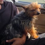 Queen, Yorkshire Terrier, lost pet near Fort Hood, TX