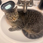 Luna, Tabby, lost pet near Independence, MO
