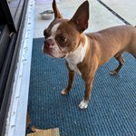 Boston Terrier, found pet near Doral, FL