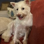 Olive, Mixed, lost pet near Vienna, VA