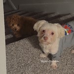ZEUS, Shih Tzu/Shih Tzu, lost pet near Euless, TX