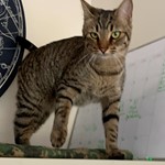 Kairi, Tabby, lost pet near Spring Lake, NC