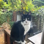 Wellington, Tuxedo, lost pet near Seattle, WA