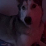 Jack Sparrow, Siberian Husky, lost pet near North Las Vegas, NV