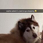 Sophie amazu, Pomsky, lost pet near Stafford, TX