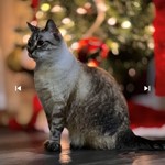 Meeko, Singapura, lost pet near Hollister, CA
