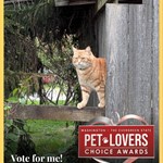 Oliver, Tabby/Tabby, lost pet near Bellingham, WA