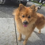 Pomeranian, found pet near North Miami, FL