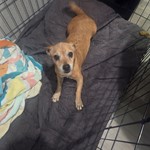Chihuahua, found pet near Whitney, NV