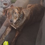 Brindle the puppy, Plott, lost pet near Long Beach, CA