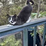Domestic Short Hair, found pet near Ocean View, HI