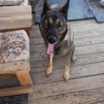 Wolfie, German Shepherd/Wolf Hybrid, lost pet near Twentynine Palms, CA