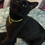 General Eisenmeower, American Shorthair, lost pet near Maurice, LA