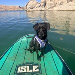 Zuki, Mixed, lost pet near Summerlin, NV
