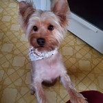 Logan, Yorkshire Terrier, lost pet near Fraser, MI