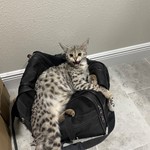 Zeus, Mixed Breed Cat, lost pet near Alafaya, FL
