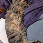 Smokey, Tabby, lost pet near Ossian, IN