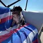 Cinder, Australian Shepherd, lost pet near Burley, ID