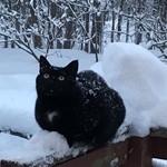Grace, Domestic Short Hair, lost pet near Brewerton, NY