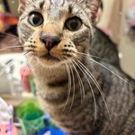 Tabby cat, found pet near Olympia, WA