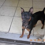 Ubie, Miniature Pinscher, lost pet near Seminole, FL
