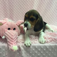 Lost Pet Image