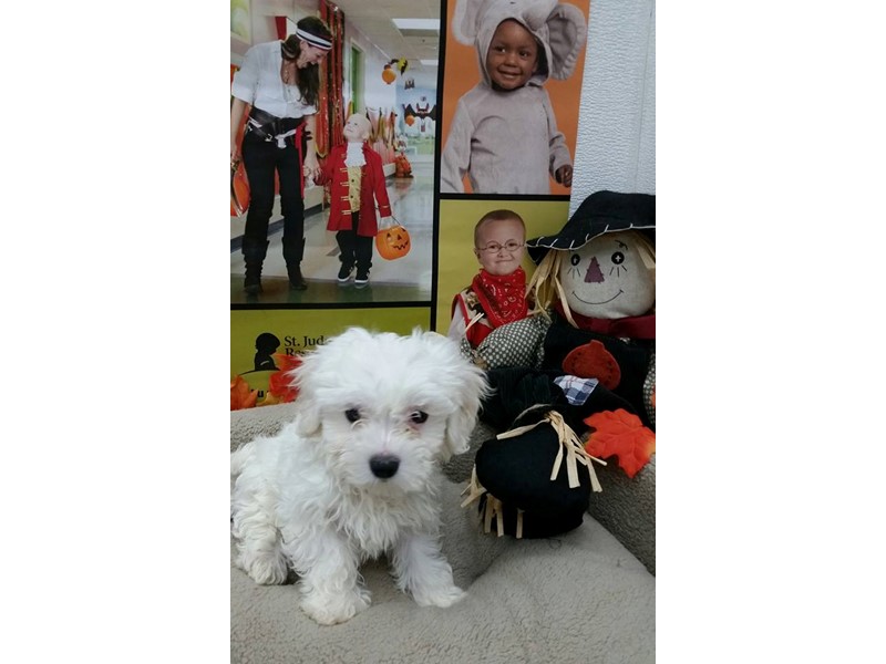 Pet Photo