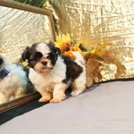 Shih Tzu, lost pet near Hometown, IL