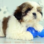 Milton Snickers, Shih Tzu, lost pet near Windcrest, TX
