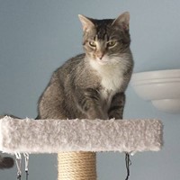 Lost Pet Image